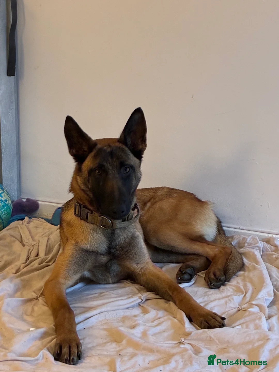 Belgian Shepherd Dog dogs for sale: Belgium malinois 6 month old  - Advert 2