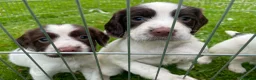 English Springer Spaniel dogs for sale: Springer spaniel  - Advert 10