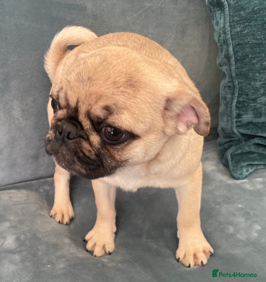 Pug dogs for sale: Pug Puppies  - Image 32