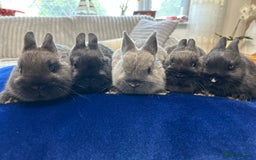 Netherland Dwarf rabbits for sale: Pure bred Netherlands dwarfs pairs  - Image 1