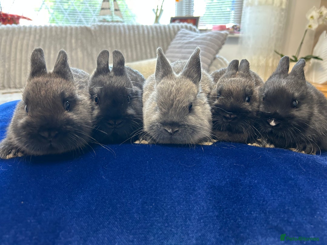 Netherland Dwarf rabbits for sale: Pure bred Netherlands dwarfs pairs  - Image 1