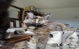 Maine Coon cats for sale: LARGE MAINE COON KITTENS *2 Left* - Image 4