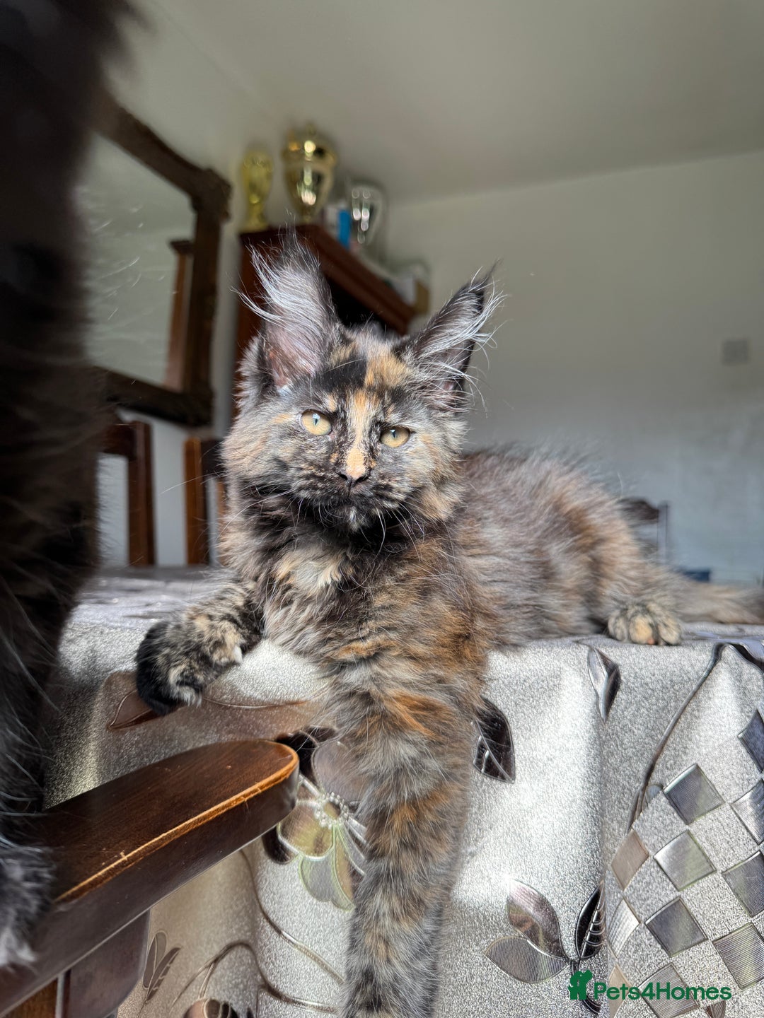 Maine Coon cats for sale: LARGE MAINE COON KITTENS *2 Left* - Image 4