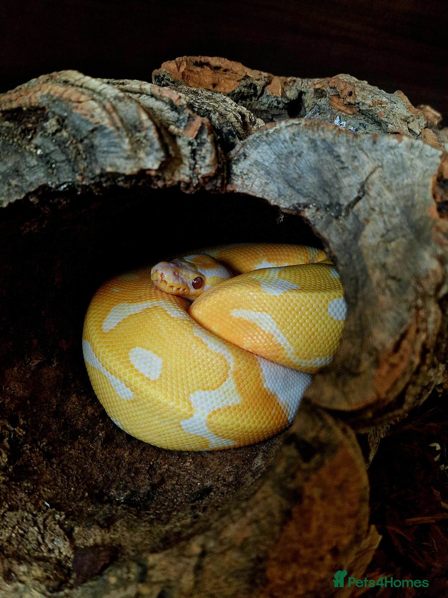 Python Snake reptiles Dreamsicle Ball Pyton  - Advert 3