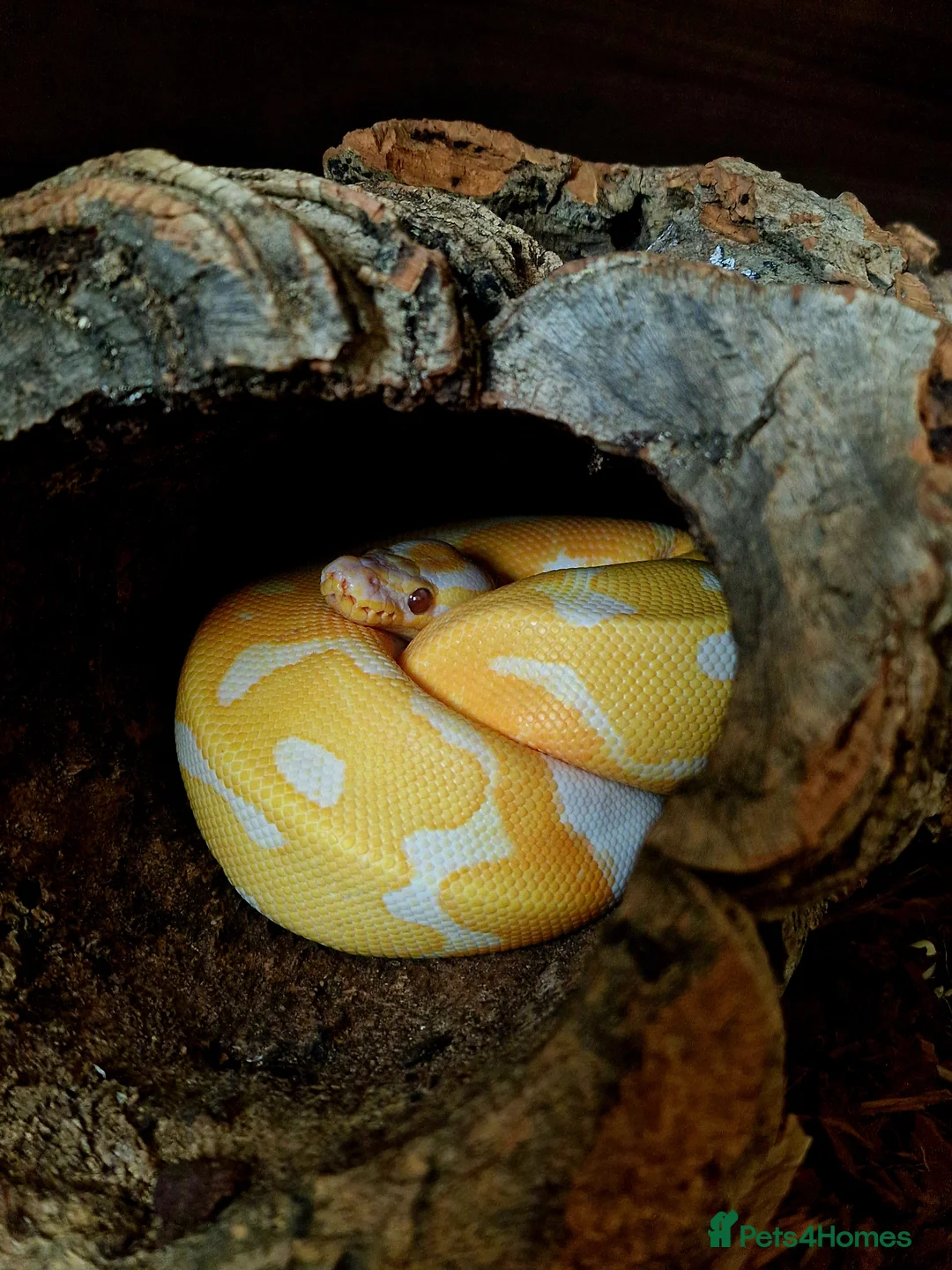 Python Snake reptiles for sale: Dreamsicle Ball Pyton  in Cheltenham - Advert 1