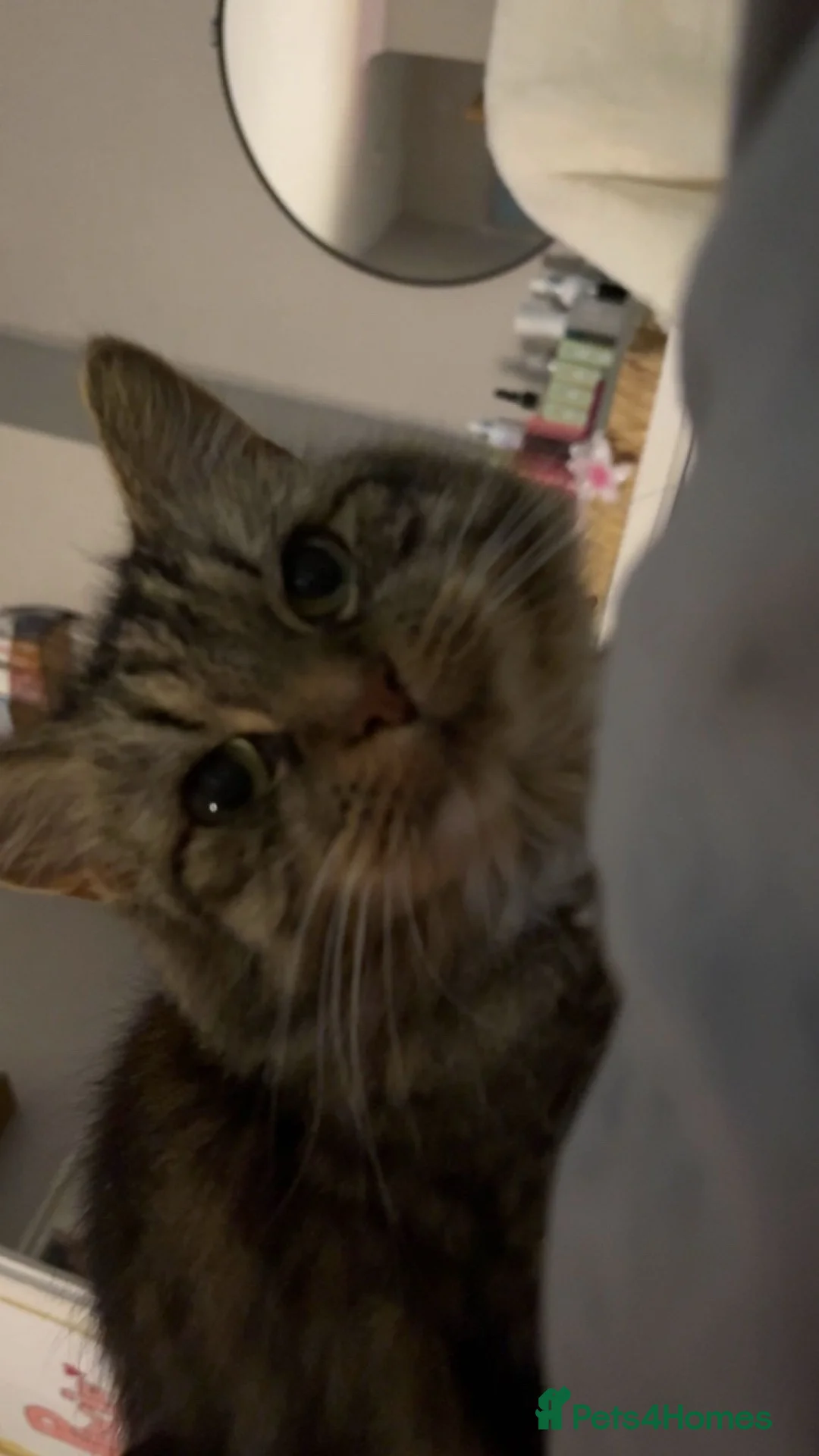 Mixed Breed cats for sale: Hi I’m tabby  in Harrogate - Advert 3