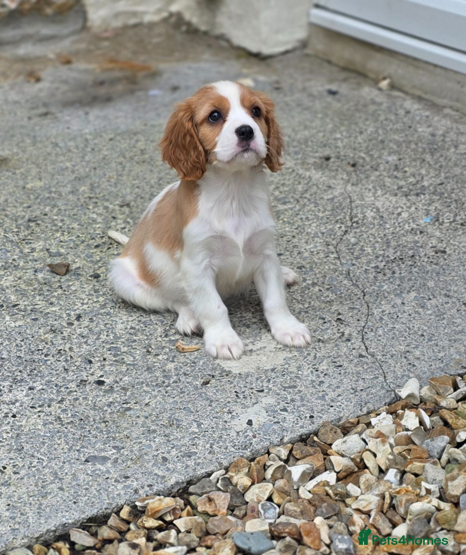 Cavalier King Charles Spaniel dogs Friendly and playful Cavalier Puppies - Advert 2