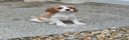 Cavalier King Charles Spaniel dogs for sale: Friendly and playful Cavalier Puppies - Advert 2