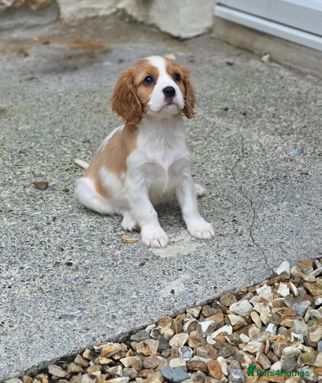 Cavalier King Charles Spaniel dogs for sale: Friendly and playful Cavalier Puppies - Advert 2