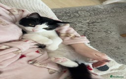 Mixed Breed cats for sale: 7 month old kitten for rehome  - Image 4