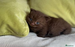 British Shorthair cats for sale: 🇬🇧✅BSH chocolate boys ⭐️GCCF💎last 2 left 🍩 - Image 5
