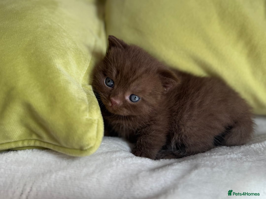British Shorthair cats for sale: 🇬🇧✅BSH chocolate boys ⭐️GCCF💎last 2 left 🍩 - Image 5