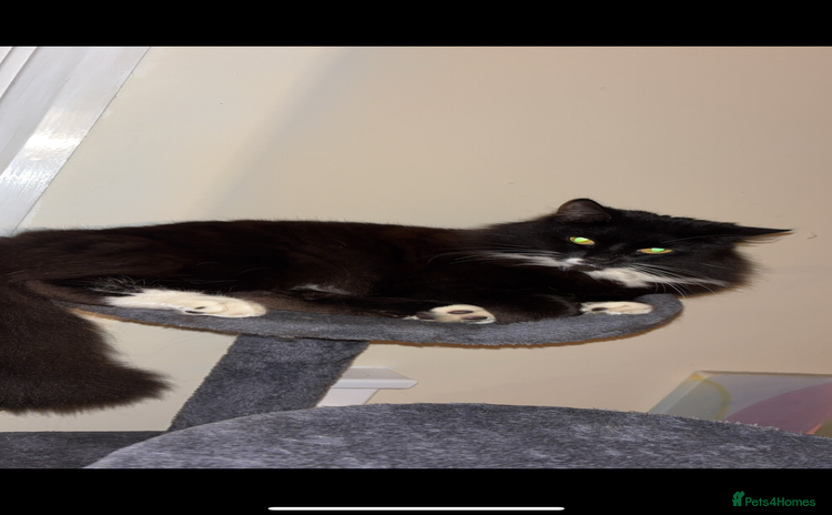 Domestic Shorthair cats - Advert 1