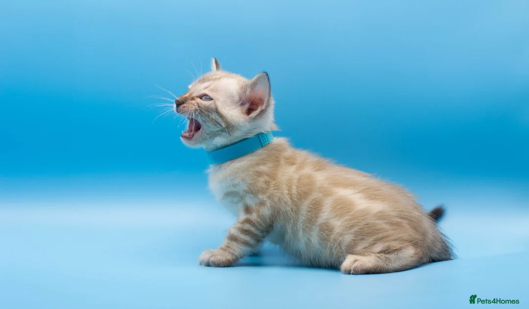 Bengal cats for sale: Snow Lynx Bengal Kittens–Available for Reservation - Advert 23