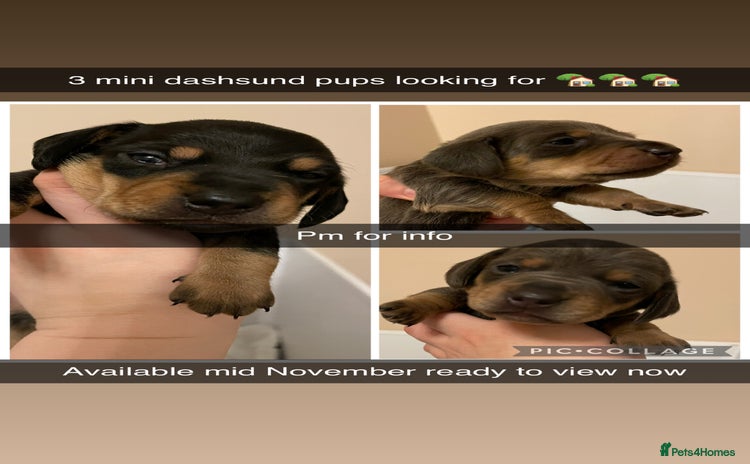 Miniature Dachshund dogs - Advert 1