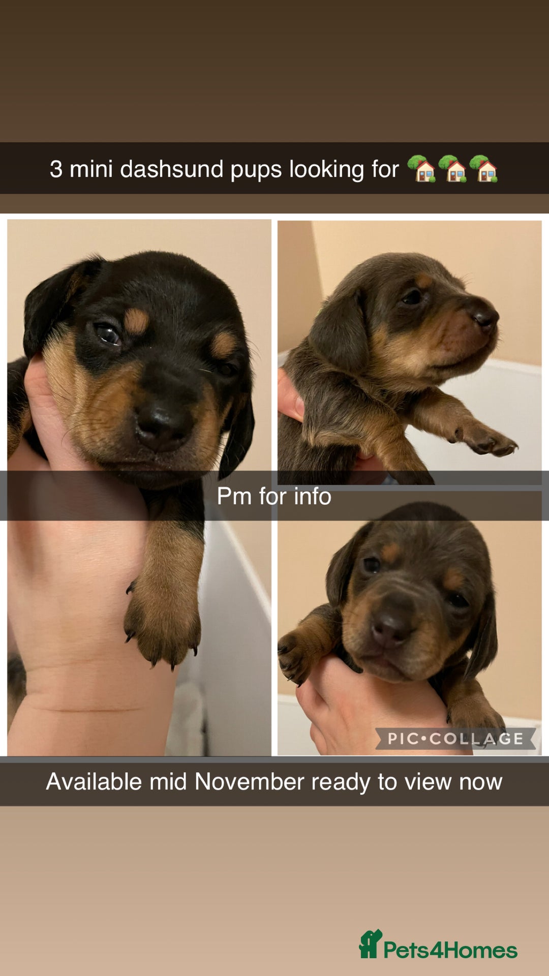 Miniature Dachshund dogs for sale: Miniature dachshund pups  - Image 1