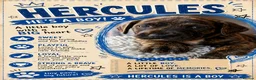 Mixed Breed dogs for sale: Amazing Cockerbull puppies - Advert 8