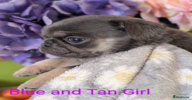 Pug dogs - Advert 6
