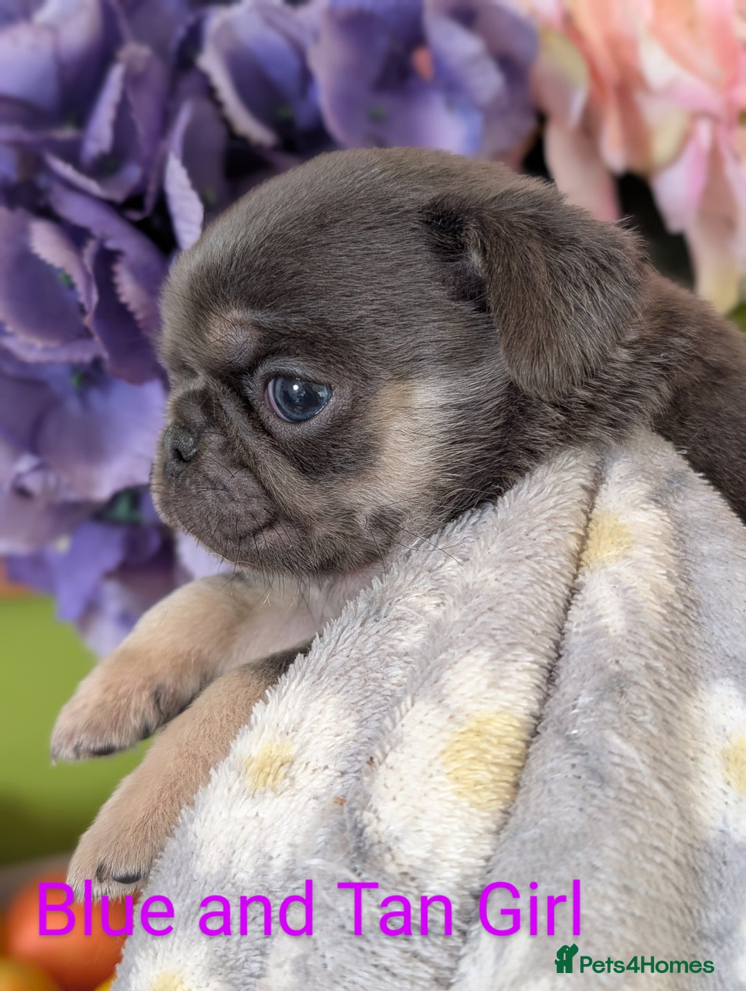 Pug dogs for sale: Quality PUG puppies. Fawn.Black and Blue/Tan - Image 3