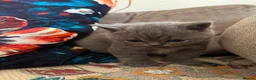 British Shorthair cats for sale: Pedigree British Shorthair Kittens, Excellent Bloo in London - Advert 20