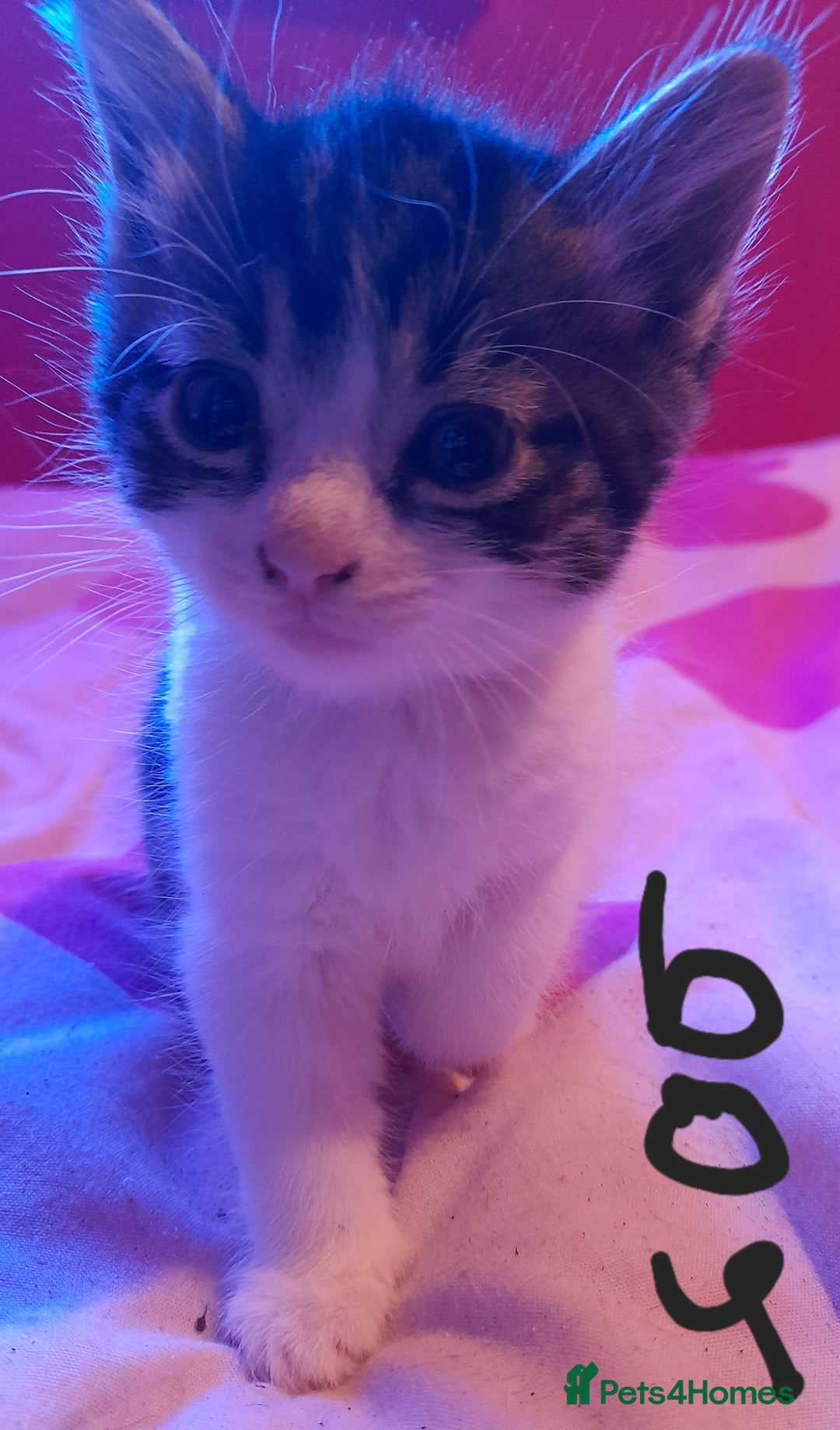 Mixed Breed cats for sale: Ready now - Advert 3