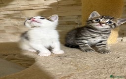 Mixed Breed cats for sale: 2 Male Kittens looking for a home together - Image 7