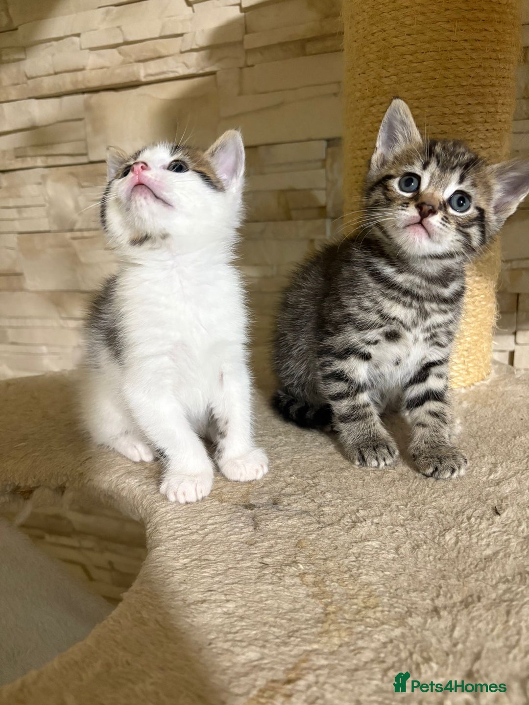 Mixed Breed cats for sale: 2 Male Kittens looking for a home together - Image 7