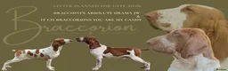 Bracco Italiano dogs for sale: ⭐️⭐️TOP BREEDER 2021,22,23,24,25⭐️⭐️ - Advert 1