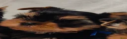 Yorkshire Terrier dogs for sale: Stunning Miniature Yorkshire Terrier Puppies - Advert 5