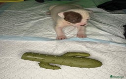 American Bulldog dogs for sale: American Bulldog - Image 5