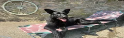 German Shepherd dogs for sale: Full KC Registered Entire Male GSD  - Advert 8