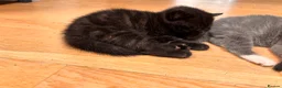 British Shorthair cats for sale: Two male kittens available from a British blue mum - Advert 9