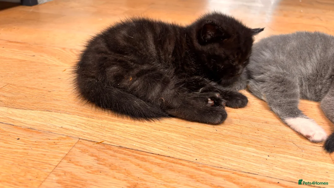 British Shorthair cats for sale: Two male kittens available from a British blue mum - Advert 9