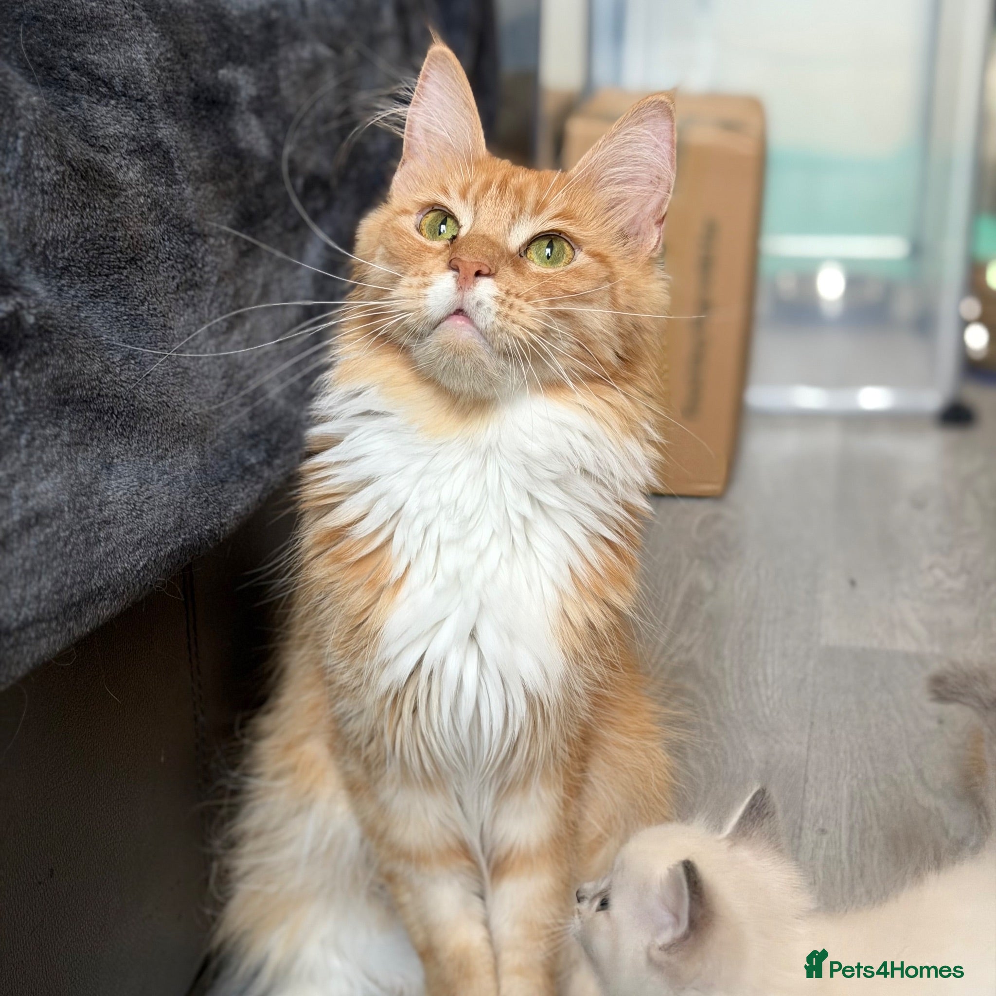 Maine Coon cats Retired Queen - TICA Registered - Advert 1