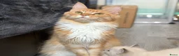 Maine Coon cats for sale: Retired Queen - TICA Registered - Advert 1