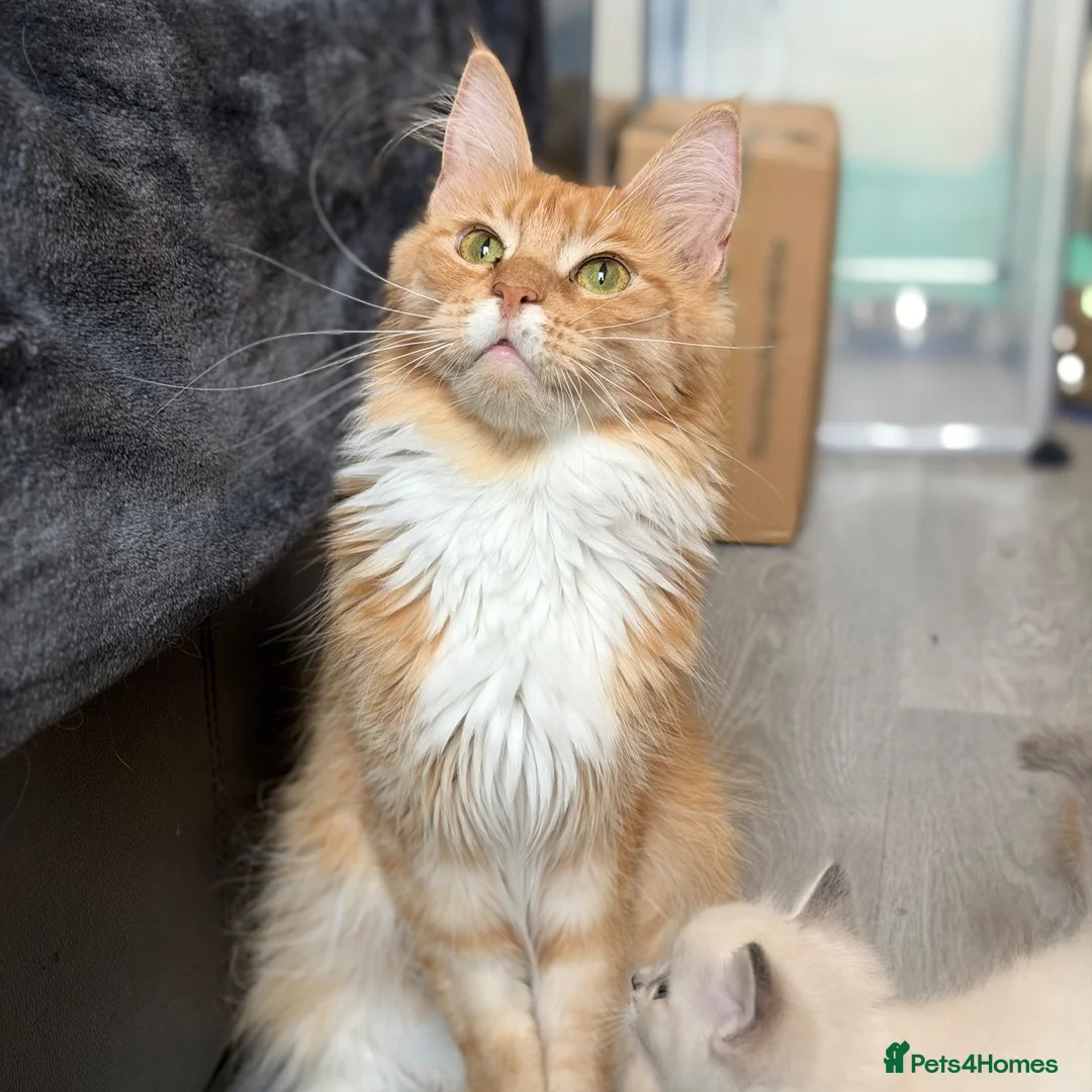 Maine Coon cats for sale: Retired Queen - TICA Registered - Advert 1