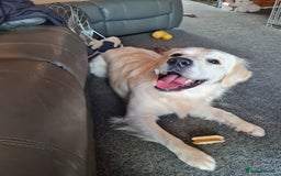 Golden Retriever dogs for sale: Stunning Golden Retriever boy - Image 8