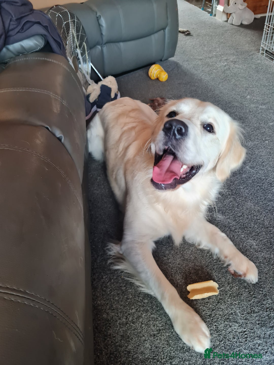 Golden Retriever dogs for sale: Stunning Golden Retriever boy - Image 8