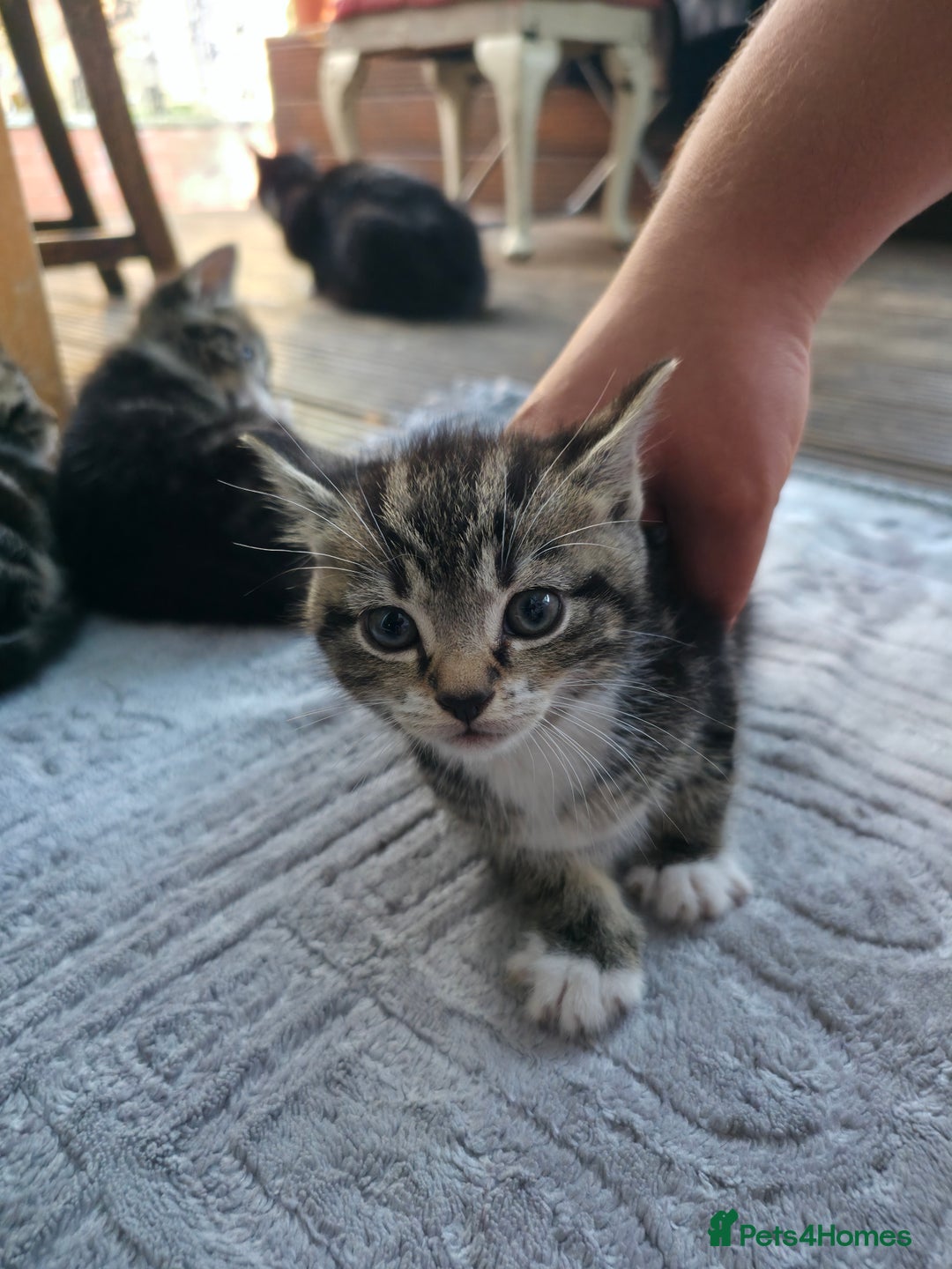 Mixed Breed cats for sale: Cute Kittens for sale (ASAP) - Image 7