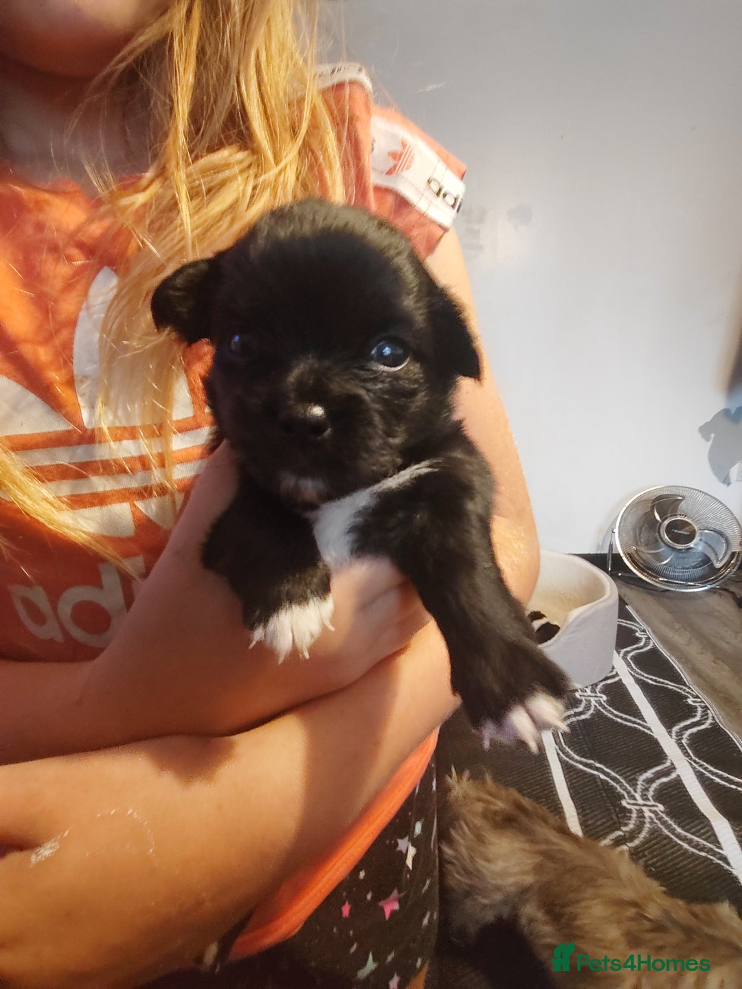 Mixed Breed dogs for sale: Beautiful chorkie mix pups  - Image 3
