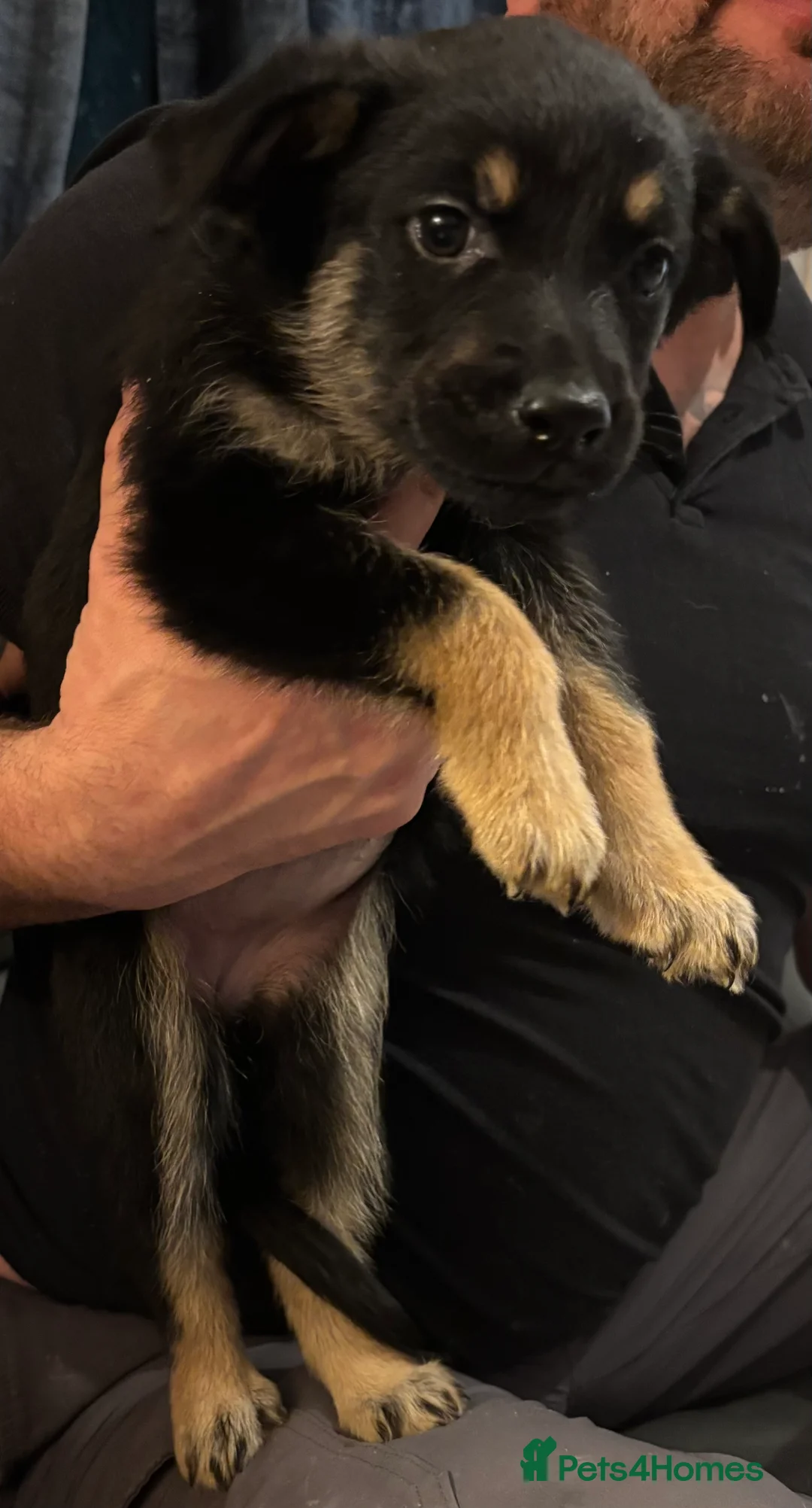 Mixed Breed dogs for sale: German Shepherd Rottweiler Puppies - Advert 16