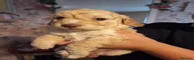 Cockapoo 3