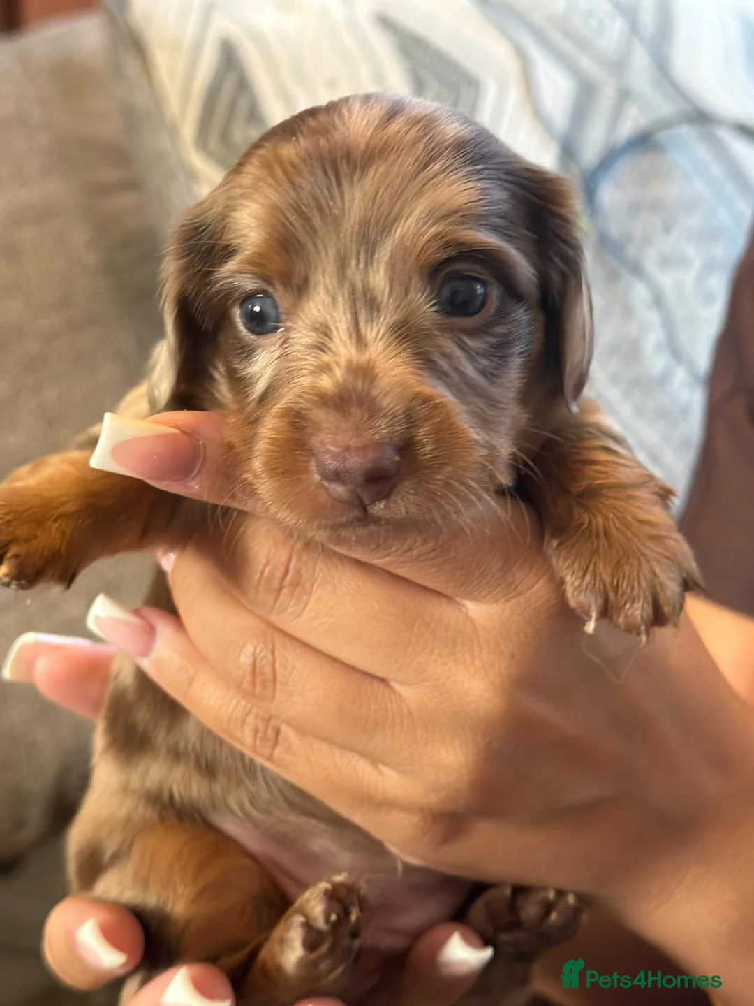 Miniature Dachshund dogs for sale: Gorgouse dachsunds  - Advert 2