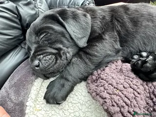 Labrador Retriever dogs Labrador Ready 23 February - Advert 16