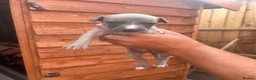 Whippet dogs for sale: Whippet pups for sale  - Advert 6