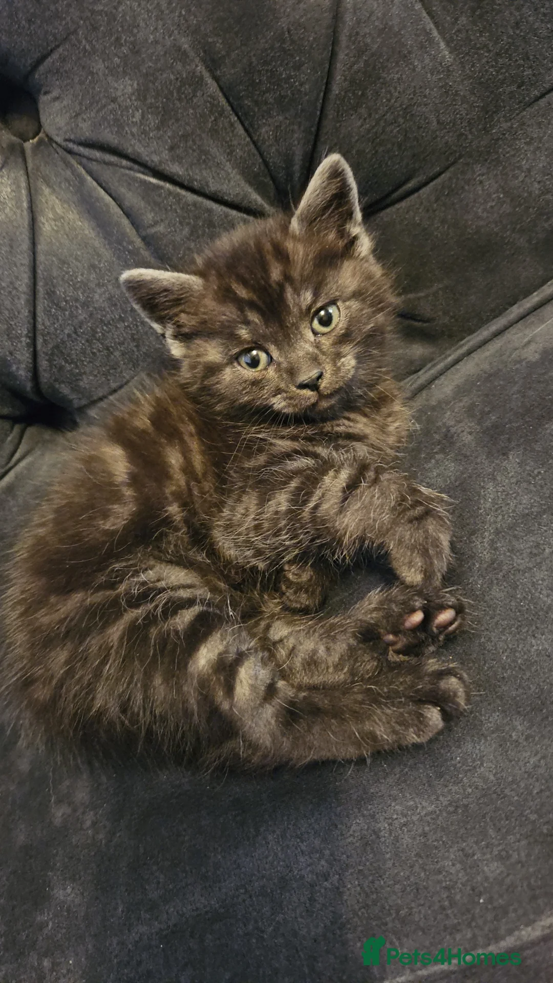 Mixed Breed cats for sale: 4 male kittens for sale - Advert 4