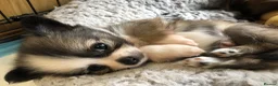 Chihuahua dogs for sale: Longhaired chihuahua puppies - Advert 13