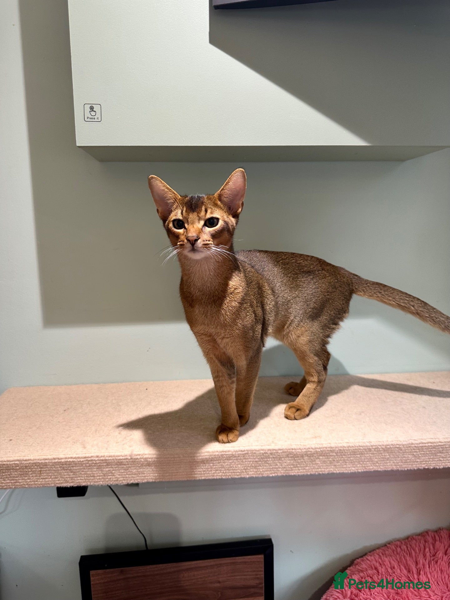 Abyssinian cats Last one boy ready to go🌟 - Advert 4