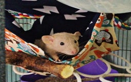 Rat rodents for sale: Male and female rats looking for new homes  - Image 9