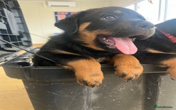 Rottweiler dogs for sale: X1 female rottweiler puppy left! 8 weeks old today in Evesham - Image 5